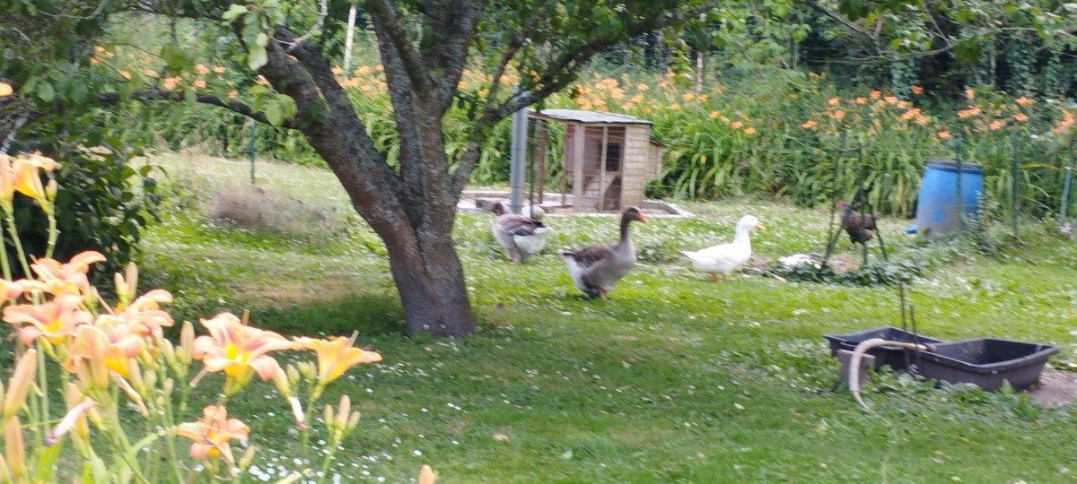 photo 52
