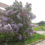gite - L'Hirondelle - LESTREM - Pas-de-Calais